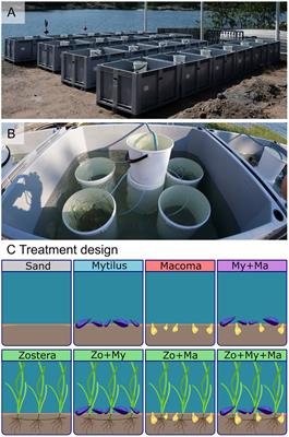 The interplay of co-occurring ecosystem engineers shapes the structure of benthic communities – a mesocosm experiment